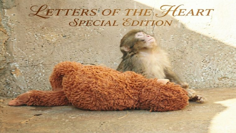 Macaque Monkey | Sukh Sandhu A macaque monkey gently comforts a plush toy, illustrating the theme of belonging and connection.